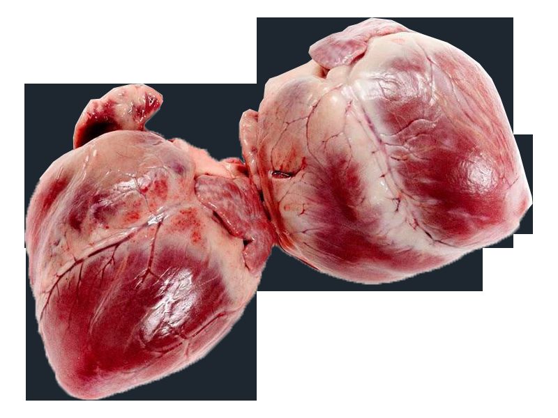 Corazón de Cerdo 1.5 - 2.0 Kg